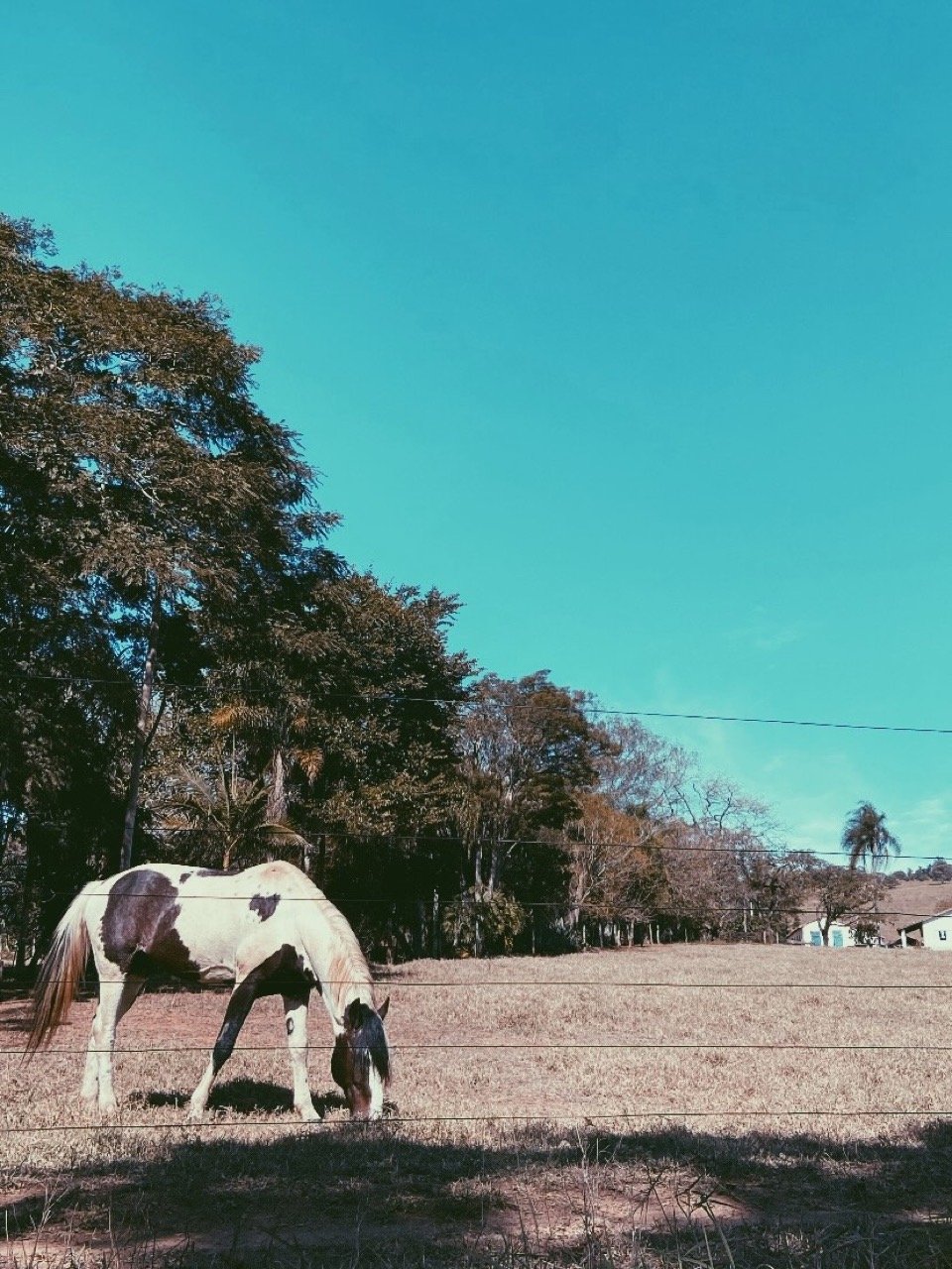 Cavalo pastando sob céu azul no interior de São Paulo