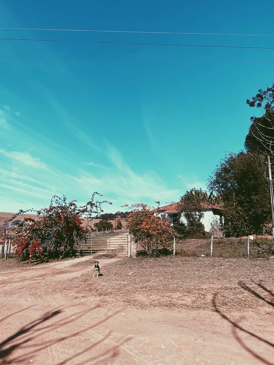 Porteira de fazenda com flores e um cachorro na estrada de terra